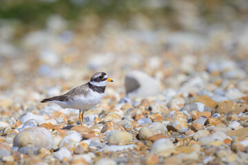 Wall Mural - An adult Common Ringed Plover standing on a gravel beach