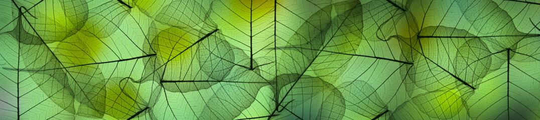 Wall Mural - leaf texture pattern, leaf background with veins and cells - macro photography