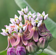 Close up of pink milkweed over green leaves created using generative ai technology
