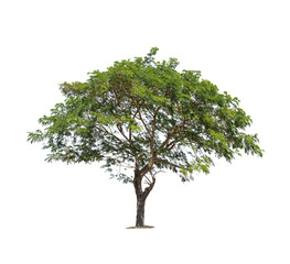 Wall Mural - isolated big tree on white background. tropical trees isolated used for design, advertising and arch