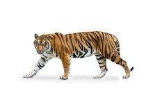 Royal Tiger (P. T. Corbetti) Isolated On White Background, Combined Clipping Path. Tiger Staring At Prey, Hunter Concept.