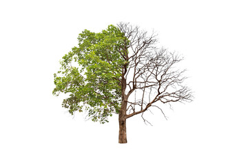 Wall Mural - concept of doubleness. dead tree on one side and living tree on the different side. isolated on a wh