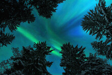 Aurora Borealis, Northern Lights, Above Winter Forest Treetops.