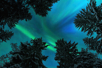 Wall Mural - Aurora Borealis, Northern lights, above winter forest treetops.