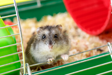 Wall Mural - Dwarf gray hamster. Little house.Cute baby hamster, standing facing front.hamster eating food