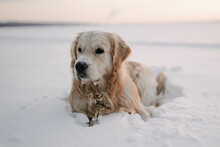 Pets On A Walk In Winter. Golden Retriever Lies In The Snow And Looks Into The Distance. Reflections.