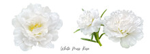 White Flower Clipart Png, Moss Rose