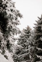 Pines Full Of Snow In Forest