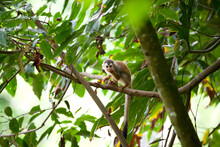 Squirrel Monkey Eats Fruits And Insects In A Tree In Costa Rica