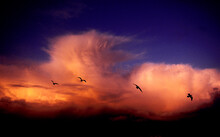 Glaucous-winged Gulls (Larus Glaucescens) Fly Across Breaking Storm Clouds With Their Silohettes At Sunset Off The Westcoast Of