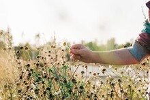 Girls Hand Picking A Wild Daisy In A Meadow At Sunset