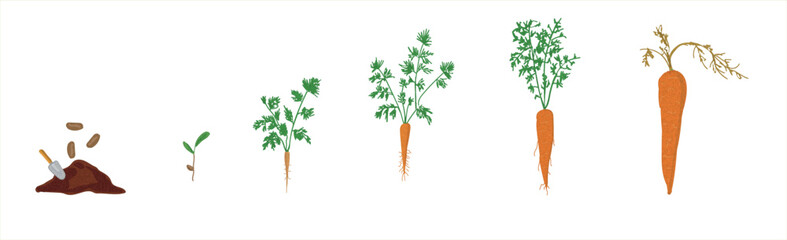 Wall Mural - Growth stages of carrot plant. Carrot growing stages vector illustration