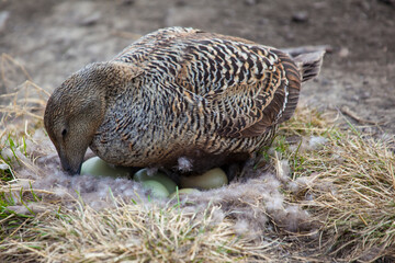 Common Eider Duck