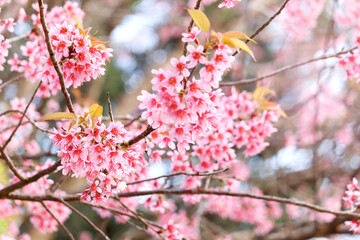 Wall Mural - Wild Himalayan Cherry Blossom (Prunus cerasoides Rosaceae) beautiful pink cherry blossoming flower branches on nature outdoors. Pink Sakura flowers of Thailand, dreamy romantic image spring, landscape