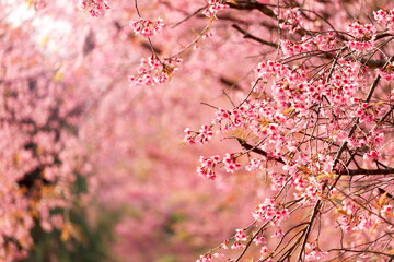 Wall Mural - Wild Himalayan Cherry Blossom (Prunus cerasoides Rosaceae) beautiful pink cherry blossoming flower branches on nature outdoors. Pink Sakura flowers of Thailand, dreamy romantic image spring, landscape