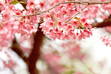 Wall Mural - Wild Himalayan Cherry Blossom (Prunus cerasoides Rosaceae) beautiful pink cherry blossoming flower branches on nature outdoors. Pink Sakura flowers of Thailand, dreamy romantic image spring, landscape
