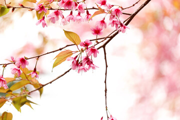 Wall Mural - Wild Himalayan Cherry Blossom (Prunus cerasoides Rosaceae) beautiful pink cherry blossoming flower branches on nature outdoors. Pink Sakura flowers of Thailand, dreamy romantic image spring, landscape