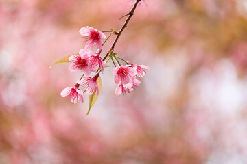 Wall Mural - Wild Himalayan Cherry Blossom (Prunus cerasoides Rosaceae) beautiful pink cherry blossoming flower branches on nature outdoors. Pink Sakura flowers of Thailand, dreamy romantic image spring, landscape