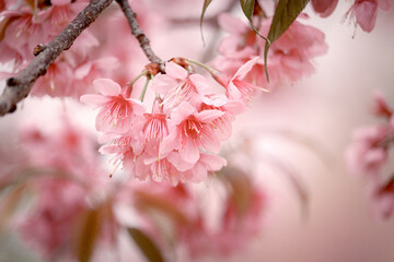 Wall Mural - Wild Himalayan Cherry Blossom (Prunus cerasoides Rosaceae) beautiful pink cherry blossoming flower branches on nature outdoors. Pink Sakura flowers of Thailand, dreamy romantic image spring, landscape