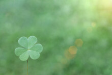 Fresh Clover Leaf , Three-leaved Shamrock, With Blurred Green Background. Happy St. Patrick's Day. Selective Focus, Clover Leaves Is Symbolic Of Fourth Luck.