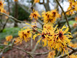 Hamamelis, witch-hazel yellow flowers in the garden