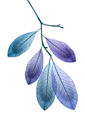 Wall Mural - branch with leaves with texture veins and cells