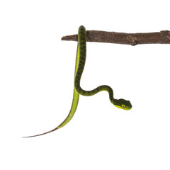 Fototapete - Close up from brown spotted green baby pitviper or pit viper hanging on wooden branch. High detail. Isolated cutout on transparent background.