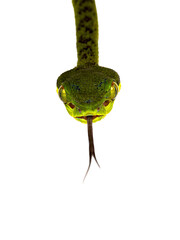 Fototapete - Close up  head of brown spotted green pitviper or pit viper, hanging down. Looking straight at camera showing both eyes with tongue out. High detail. Isolated cutout on transparent background.