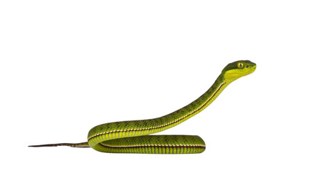 Fototapete - Brown spotted green pitviper or pit viper, with head high. High detail. Looking to the side. Isolated cutout on transparent background.
