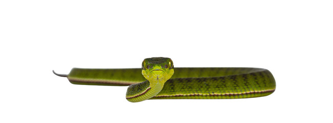 Fototapete - Brown spotted green pitviper or pit viper, moving towards camera. High detail. Looking towards camera showing both eyes. Head up. Isolated cutout on transparent background.