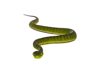 Fototapete - Brown spotted green pitviper or pit viper, curled up with head high. High detail. Looking towards camera. Isolated cutout on transparent background. Full lenght image.