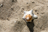 Fototapeta Storczyk - muszla na plaży