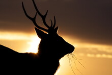 Ezo Deer In The Sunset Todowara On The Notsuke Peninsula In Hokkaido