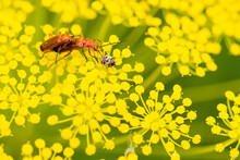 Red Soldier Beetles Sitting On Yellow Blooming Flowers