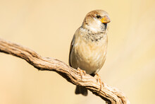 House Sparrow Sitting On Dry Tree Branch