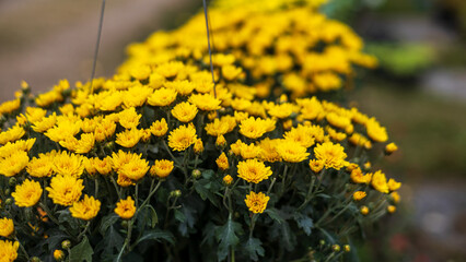 Wall Mural - A close-up view of clusters of small yellow chrysanthemums beautifully blooming in black plastic pots.