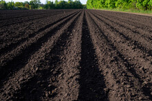 Arable Land. A Field With Furrows. The Process Of Planting Crops. Agricultural Background.