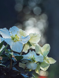 Fototapeta Kwiaty - Kleine weiße Blüten Christrosen vor Bokeh Hintergrund, Punktfokus