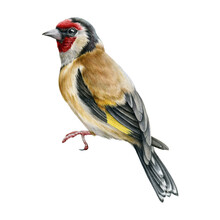 Goldfinch Bird Illustration. Hand Drawn Watercolor Realistic Garden Bird Image. Tiny Forest Songbird. Single  European Goldfinch Small Avian Illustration On White Background.