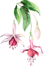 Fuchsia Flower Bud. Tropical Flower. Watercolor.