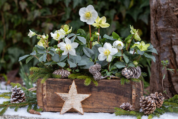 Wall Mural - Christrosen in alter Ziegelform im Winter-Garten