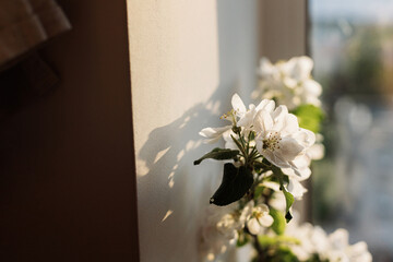 Wall Mural - Blooming apple branch in evening sunlight against white wall. Spring flowers atmospheric still life. Simple countryside living, home decor. Space for text