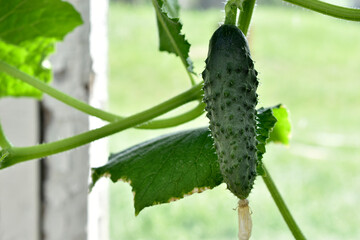 Wall Mural - A green cucumber fruit on a branch in a greenhouse in summer. Green cucumber. Growing cucumbers.