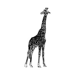  sketch of a giraffe with a transparent background