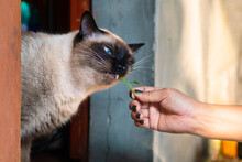 A Woman's Hand Is Feeding Grass To A Siamese Cat. For The Benefit Of The Gastrointestinal Tract, Regurgitation Of Hairballs