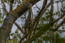 A Juvenile Yellow Crowned Night Heron Perched In A Tree.