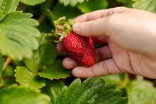 Gardening And Agriculture Concept. Woman Farm Worker Hand Harvesting Red Ripe Strawberry In Garden. Woman Picking Strawberries Berry Fruit In Field Farm. Eco Healthy Organic Home Grown Food Concept