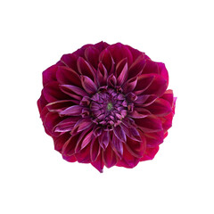 Bordeaux dahlia flower isolated on white background. Fresh flowers. Flower blossom.