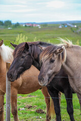 horse in the field