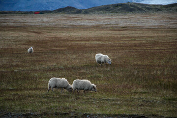 sheep in the meadow